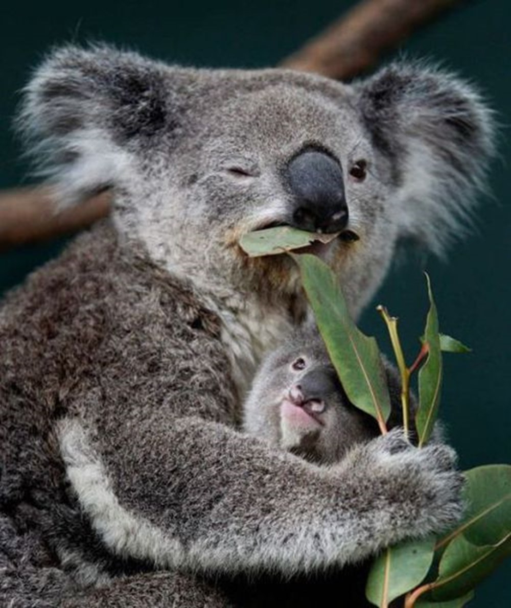 Пьяная коала