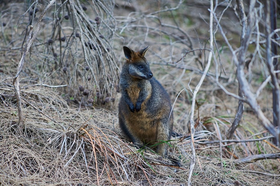 Avustralya'da iklim değişikliği nedeniyle biyoçeşitlilik azalıyor: Çok sayıda tür yok olma tehlikesiyle karşı karşıya - 1