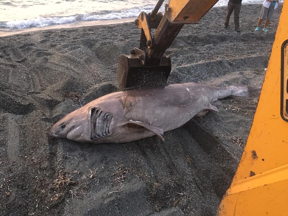 İzmir’de 3 metre uzunluğunda köpek balığı karaya vurdu - 1