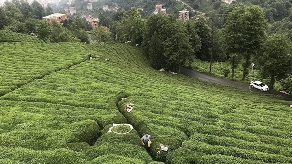 2025 çay bedeli ne kadar? Bakanlık yaş çay alım fiyatını açıkladı 75 cShcPU1BpE UwOo5F Gd1A