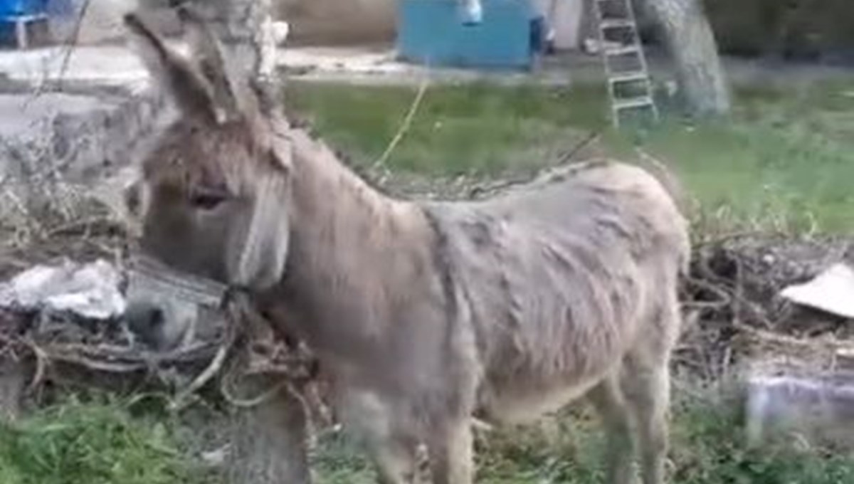 Yolda yürüyen kadını eşek ısırdı Yolda yürüyen kadını eşek ısırdı