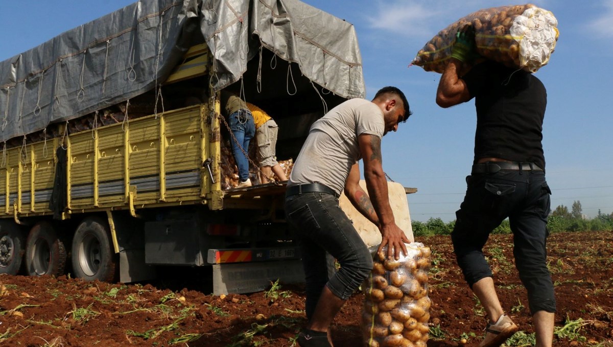 Sahte paylaşım nedeniyle tonlarca patatesi yok oldu