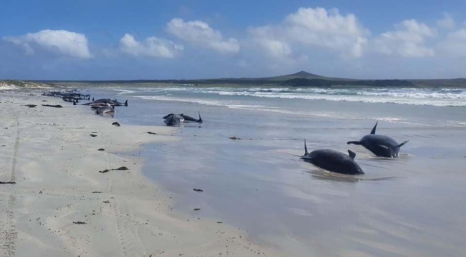 Yeni Zelanda'nın Chatnam Adaları'nda 120'den fazla balina ve yunus karaya vurdu - 1