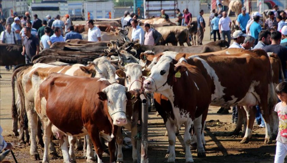 İl il kurbanlık fiyatları 2025: Kurbanlık fiyatları ne kadar, kilo başına kaç TL oldu?