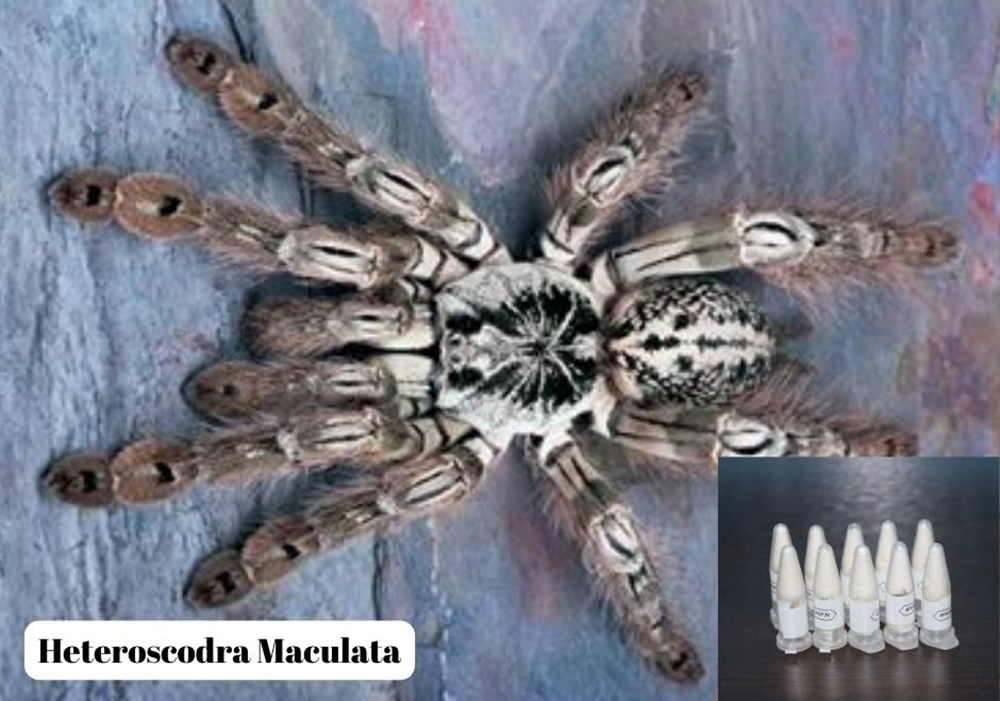 Kargodan tarantula çıktı - 4