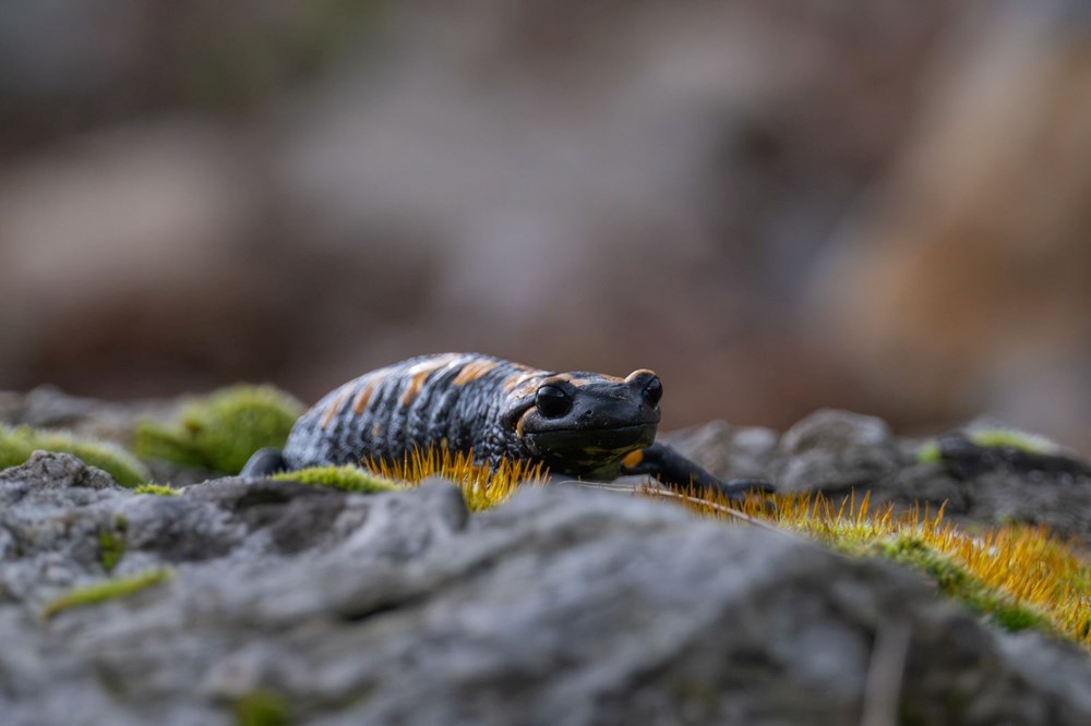 Nesli tehdit alt�ndaki "lekeli semender" Adana'da g�r�nt�lendi