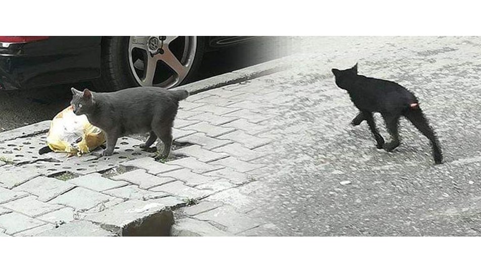 kuyrugu kesilmis kediler tepkiye neden