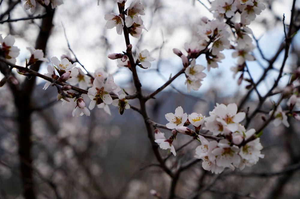 Badem Ağaçlarının Zamansız Dansı: Yalancı Baharın Çiçek Açan Tuzağı 72 cYh8XV1HXEmUpznMEYXfqg