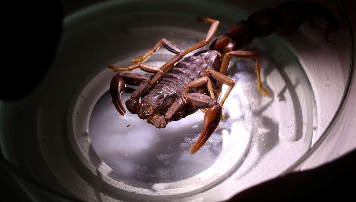 Bilimsel olarak kanıtlandı: Sadece Türkiye'de var