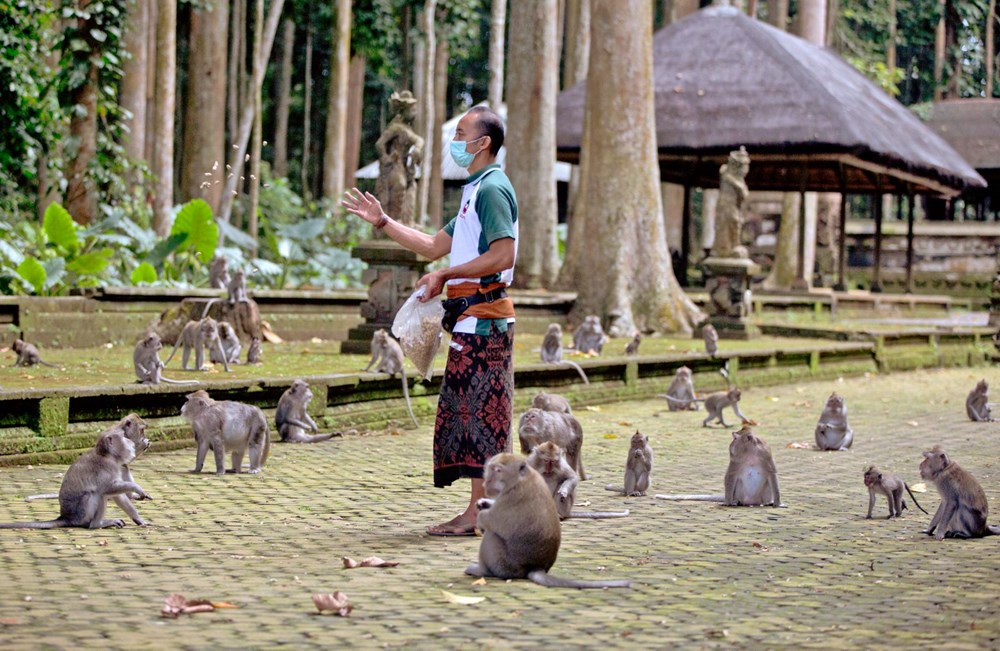 Maymunlar, turistler olmayınca Bali'de evleri yağmaladı - 3