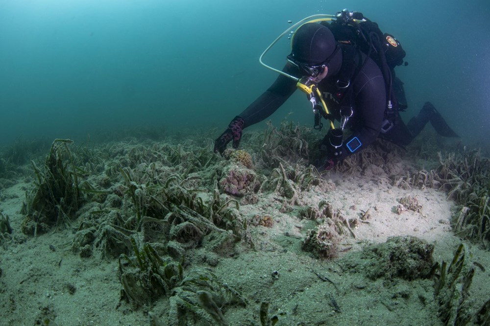 Müsilaj, koruma altındaki mercanları tehdit ediyor - 5