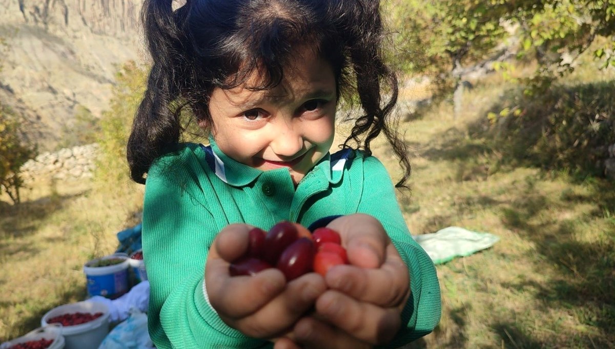 Doğada kendiliğinden yetişen şifa: Erzincan'da bol bol var; Kalbi koruyor, enfeksiyonu düşürüyor