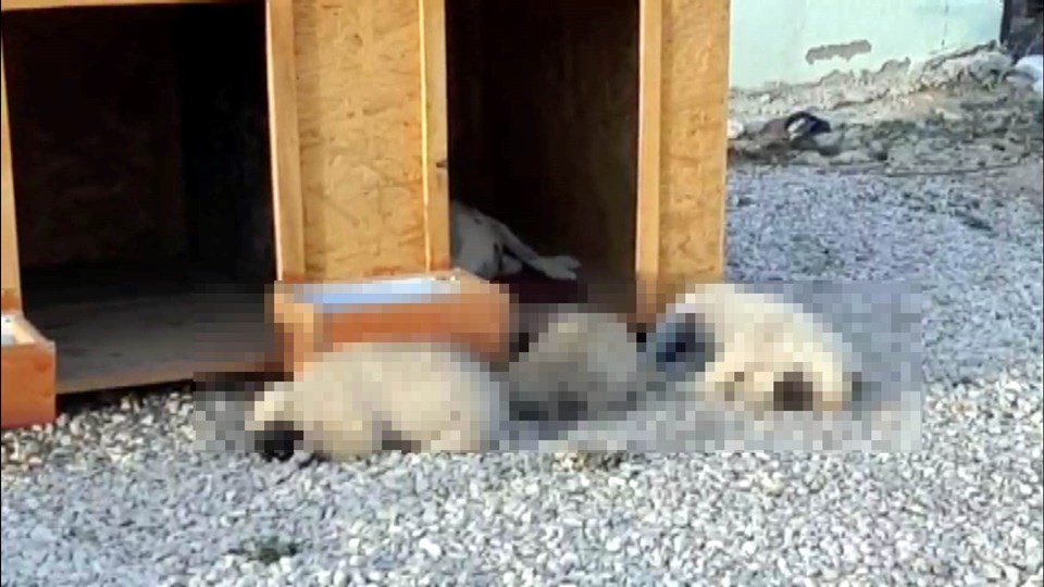 Kahramanmaraş'ta belediyenin hayvan otelinde 8 köpeğin ölümüne inceleme - 1