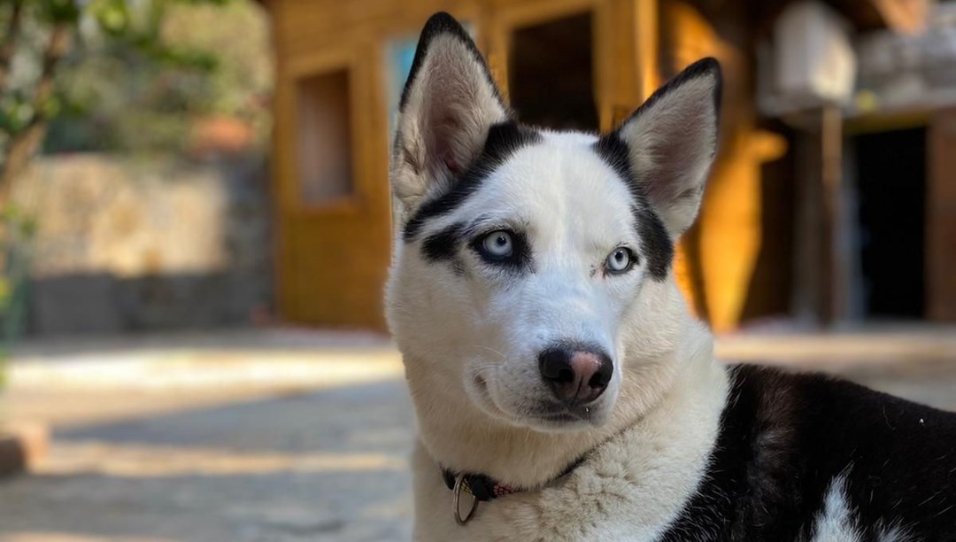 Köpeklerin evcilleştirilmesi 29 bin yıl öncesine dayanıyor NTV