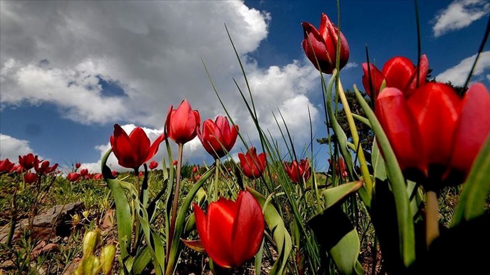 Üçüncü Cemre Ne Zaman Düşüyor? Toprakla Buluşma Tarihi Belirlendi! 73 cdRnQUE4QkaUOCjF uGLXA