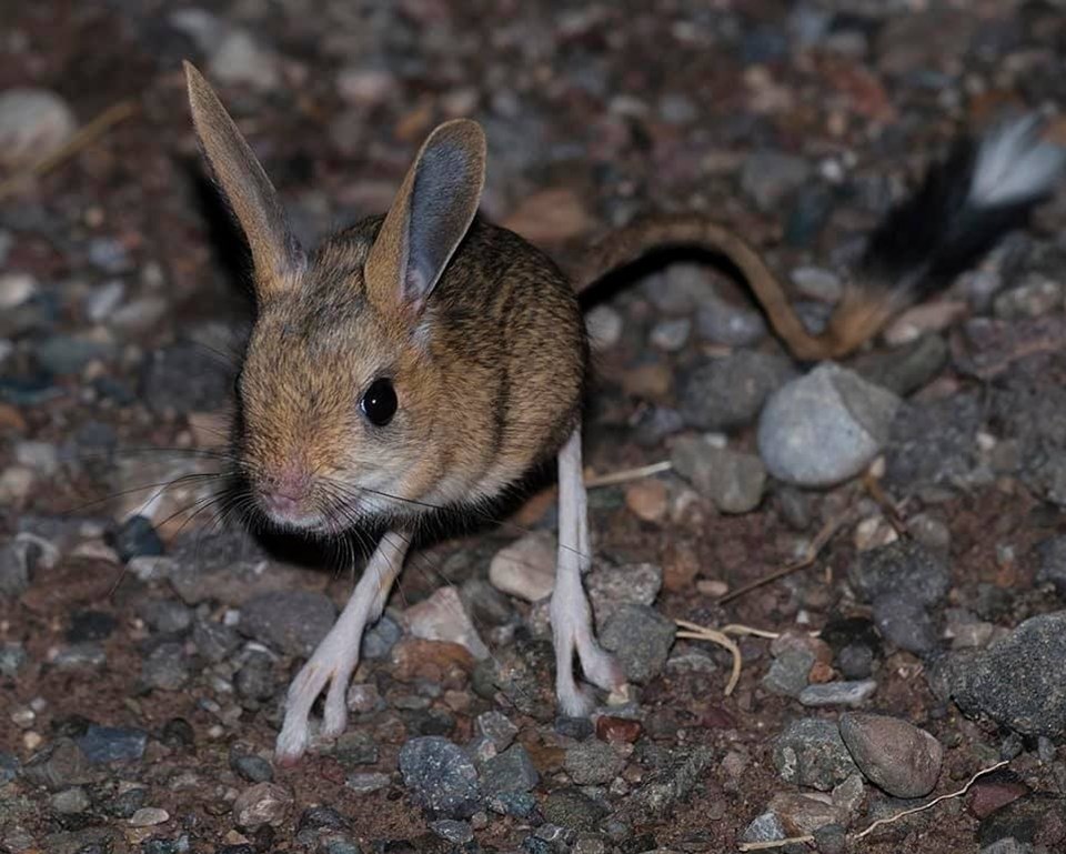Sivas’ta Arap tavşanı görüntülendi: Türü tehlike altında - 1