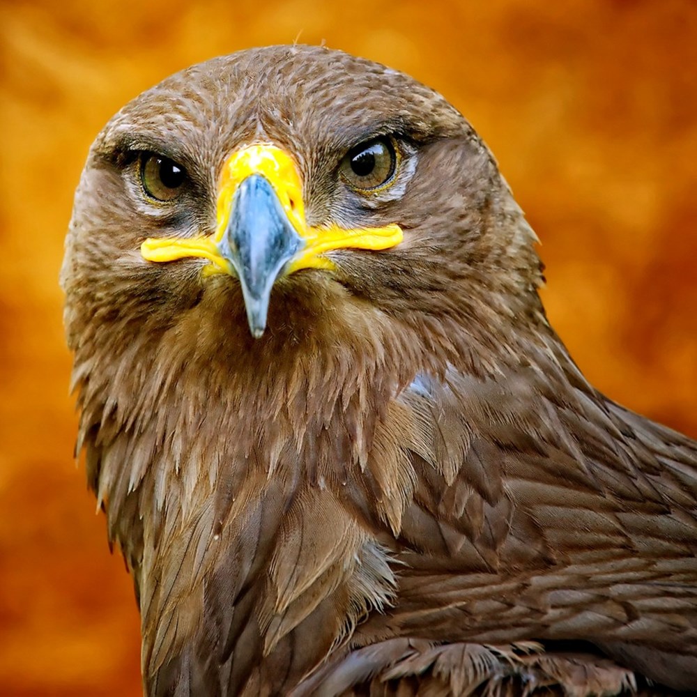 Самый красивый орел. Беркут анфас. Хищные птицы. Орел птица. Глаз ястреба.