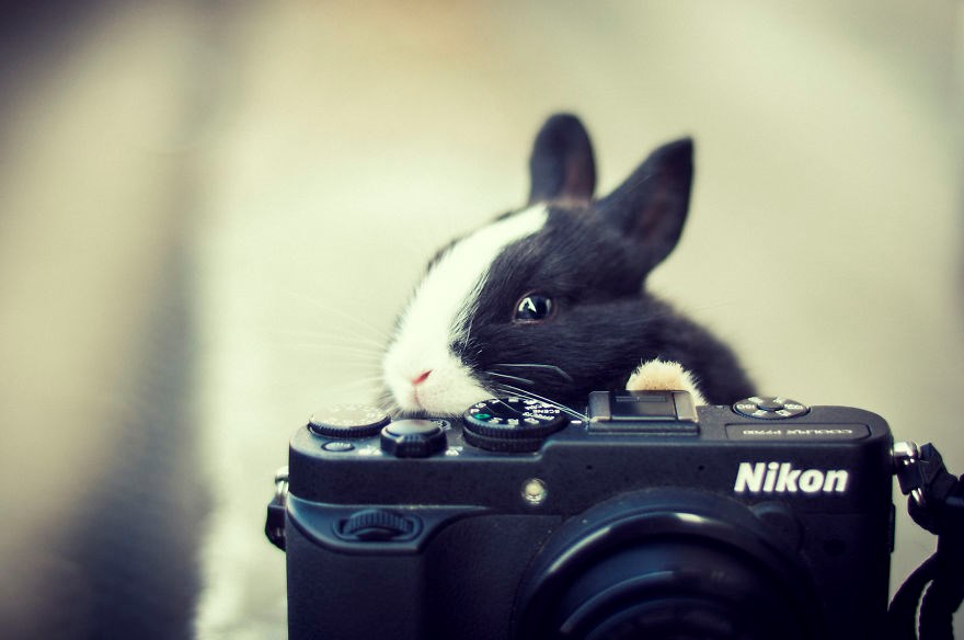 Животные Фотографы Фото