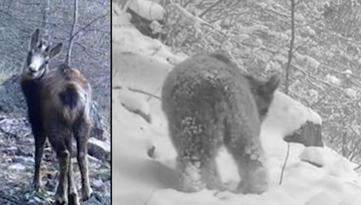 Yaban hayatı çeşitliliği fotokapanda