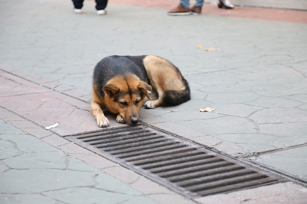 Mazgalı izleyen köpeğin sırrı ortaya çıktı - 8