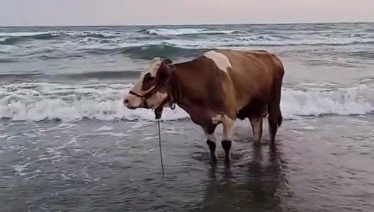 İnek soluğu denizde aldı