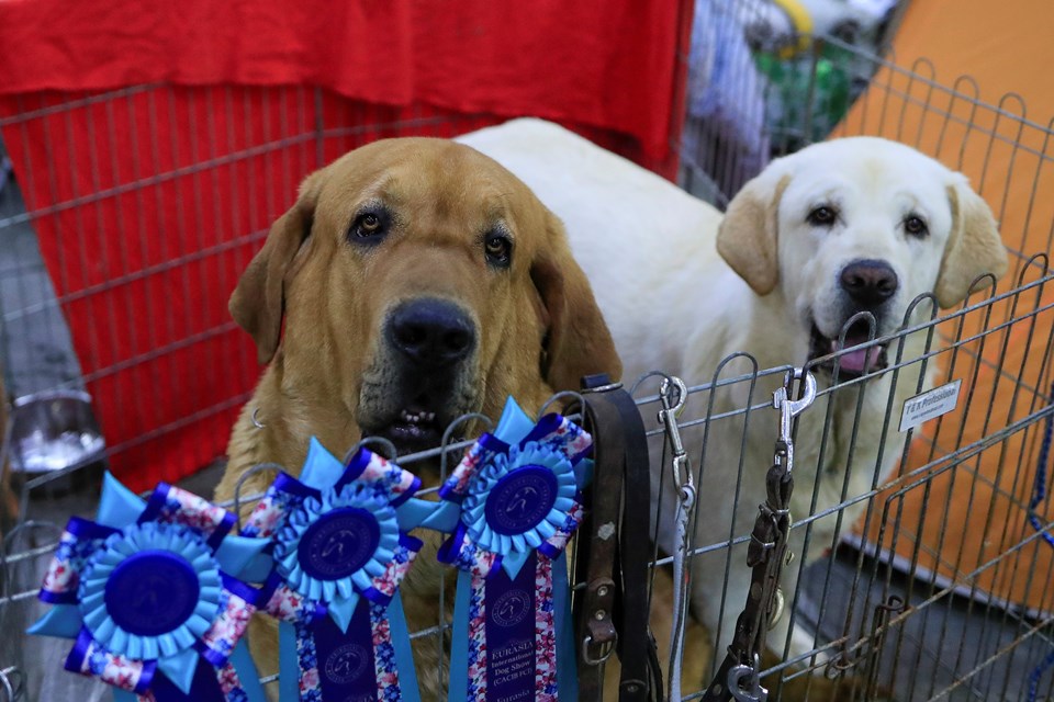 Malezya'da 8'inci corona virüs türü tehlikesi: Köpekten insana geçti - 1