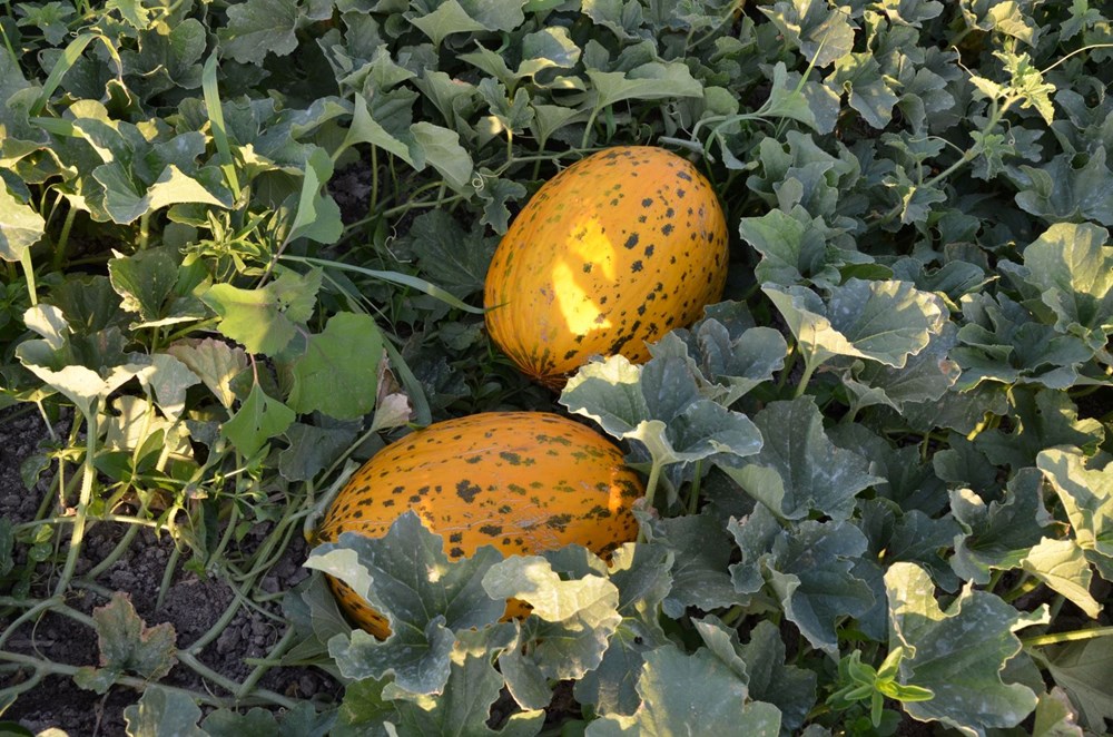 Keten Tohumu Mucizesi: Coğrafi İşaretle Tescilli Lezzet, Renk ve Koku Şöleni! 73 chkSCmb EO jXTCu3Blyw