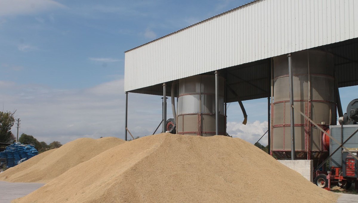 100 bin dekarlık alanda hasat: 120 günlük yetişme süreci var