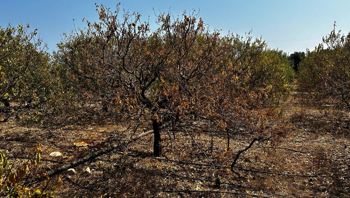 Mersin'de limonlar kurudu