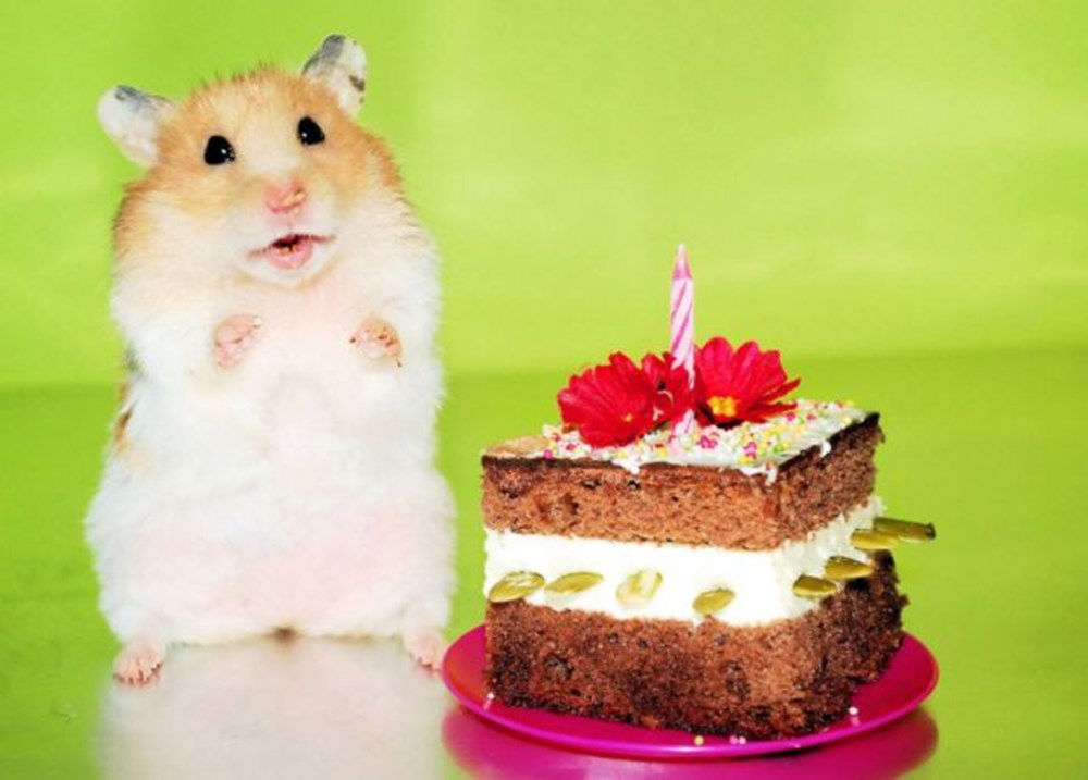 Хомячки открытка. Тортики с хомячками. С днем рождения хомячок. Торт с хомяком. Хомячок поздравляет с днем рождения.
