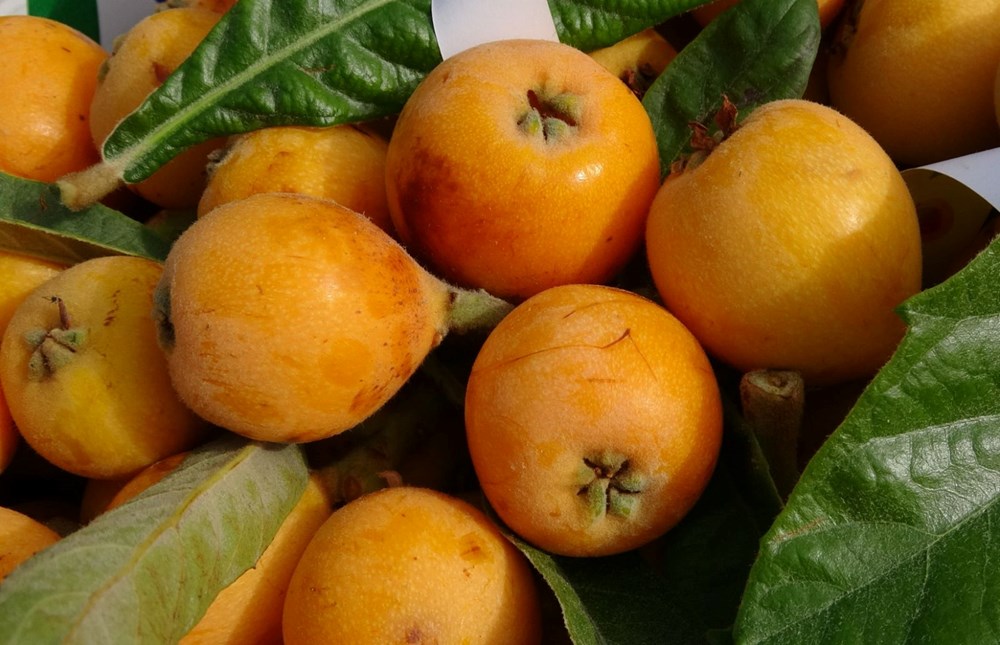 Halk ortasında "sarı altın" deniliyor: Hasat başladı, kilosu 90 lira 72 ck qb6rlwECkgTdl9GmPUQ