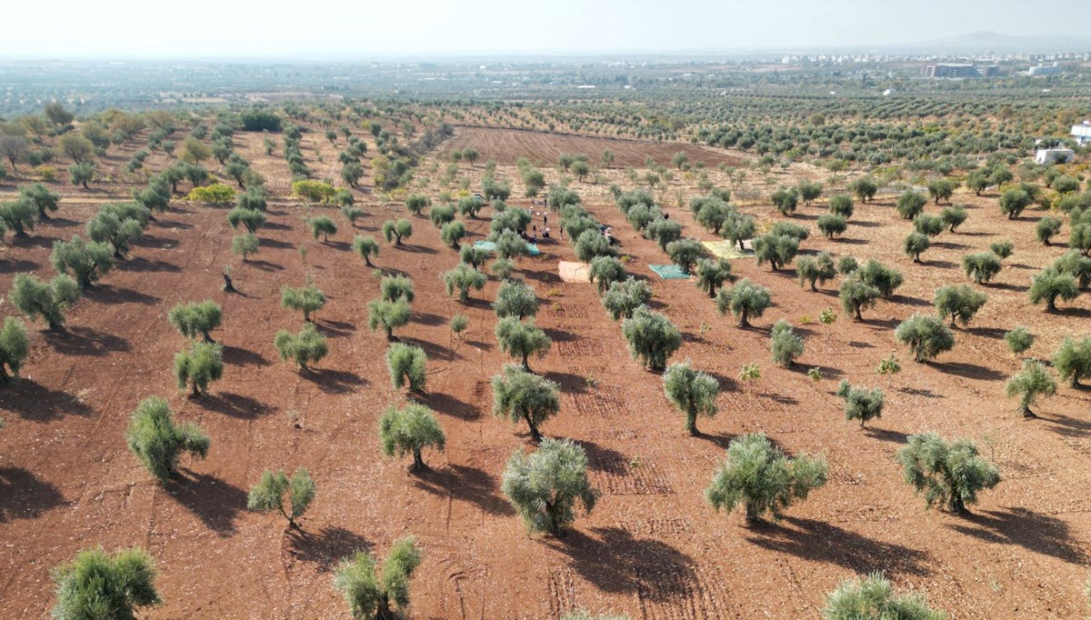 Kilis'te zeytin hasadı başladı