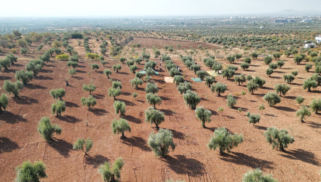Kilis'te zeytin hasadı başladı