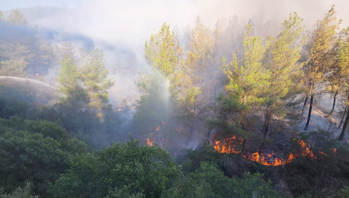 Aydın Nazilli'de orman yangını