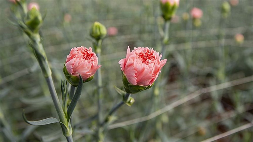 2025 Anneler Günü Geri Sayımı: Annenizi Kutlamaya Hazır mısınız? 73 cq9 15zz7UWlI9UHlnzDlg