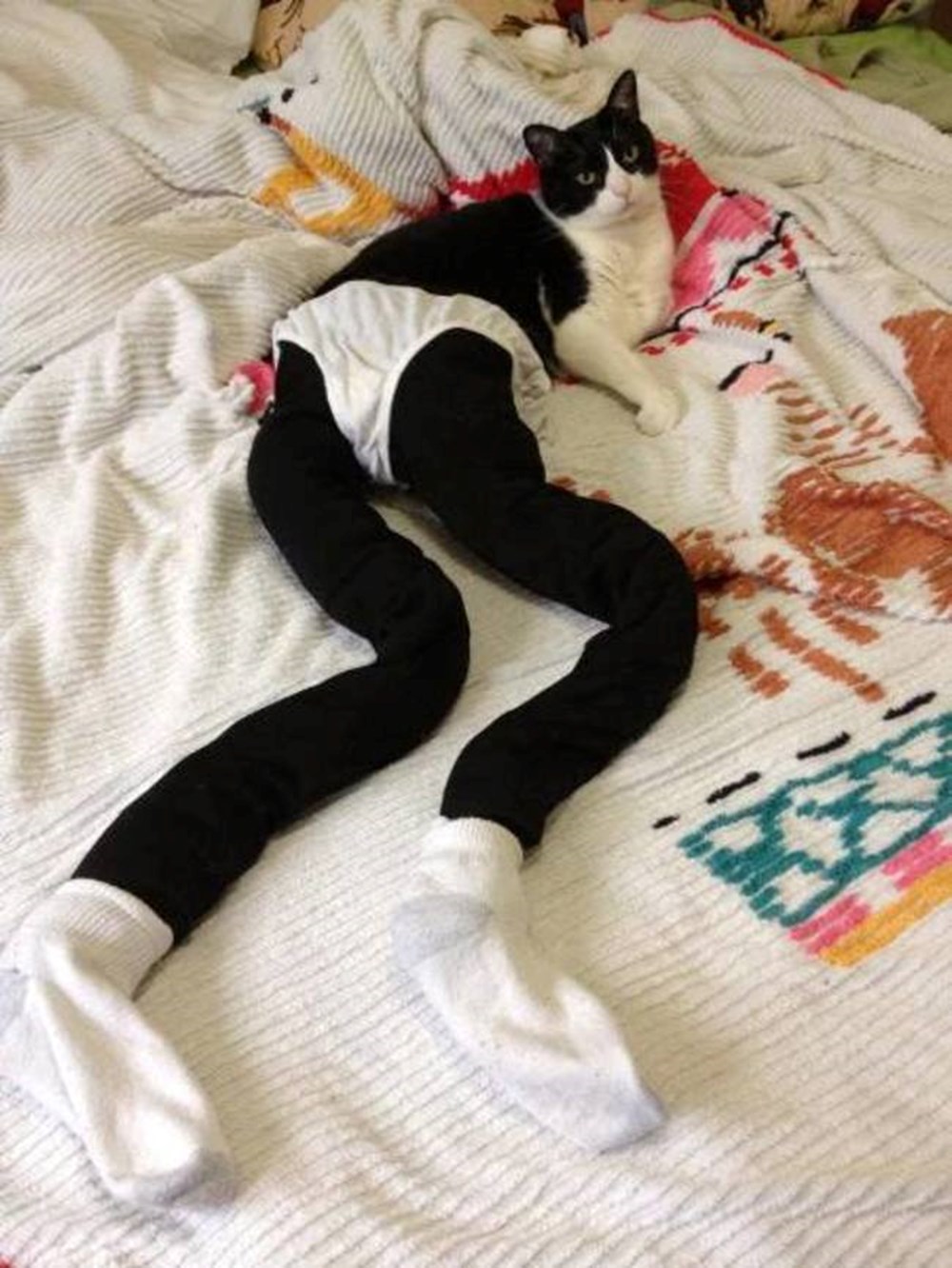 Кошка в труселях