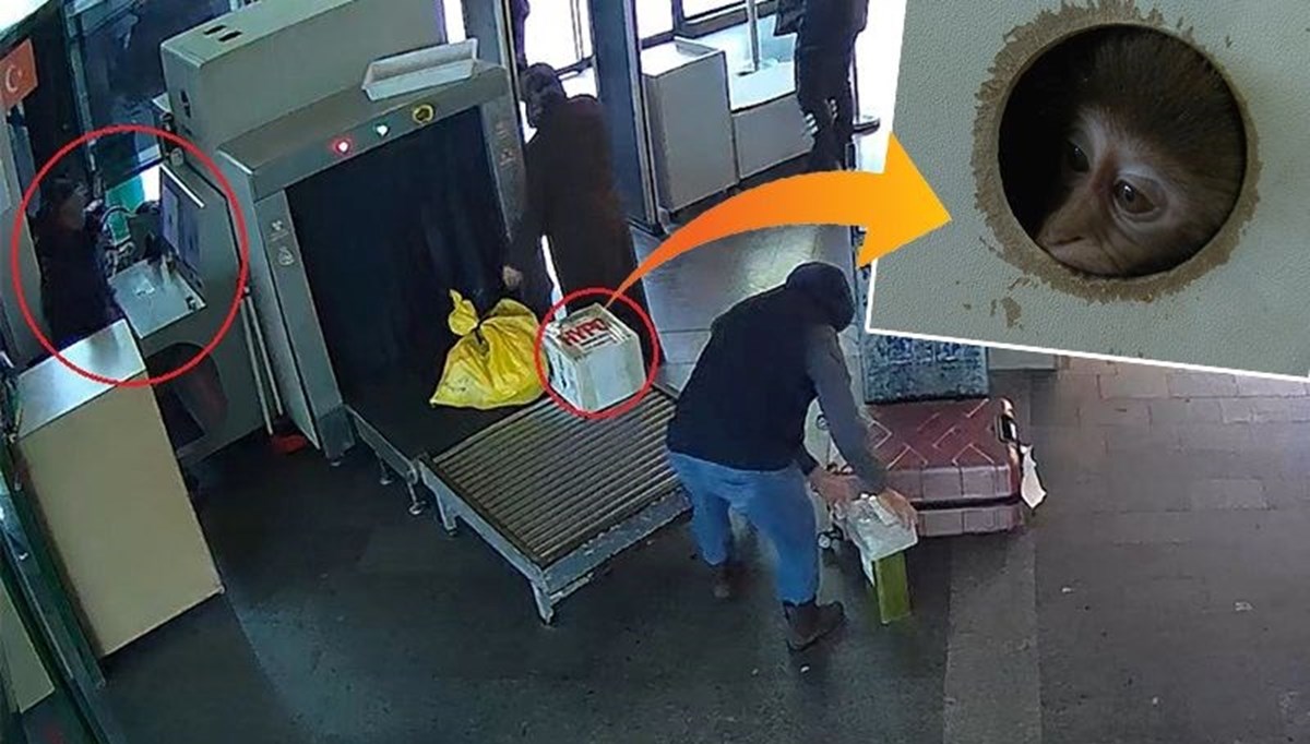 Otogarda şoke eden olay: Kutunun içinden yasaklı maymun çıktı