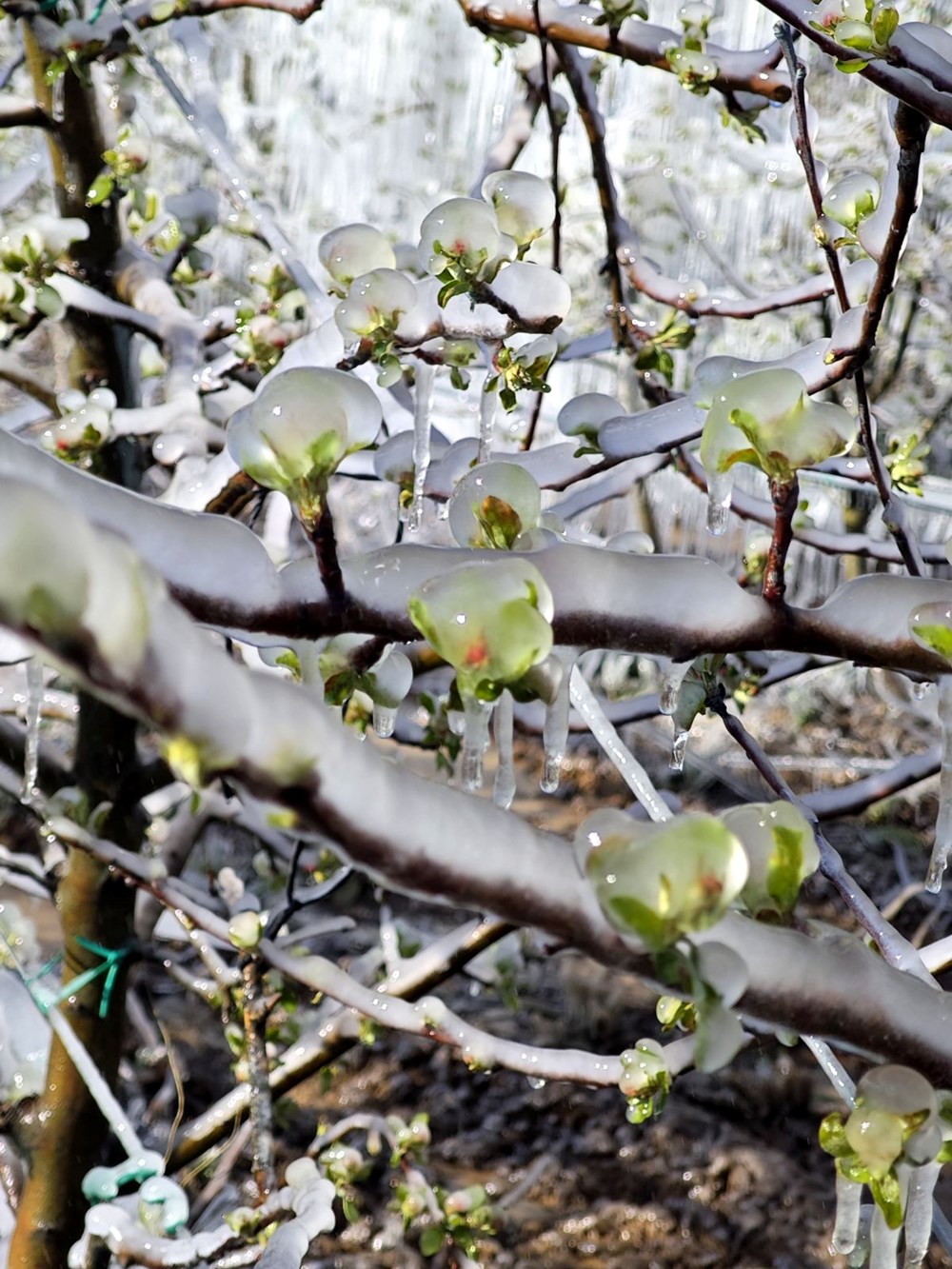 Isparta'da "zirai don" tesiri; elma, gül, kiraz ve kayısıda kayıp büyük 75 csthbiOmUE vaZtSuGY0UQ
