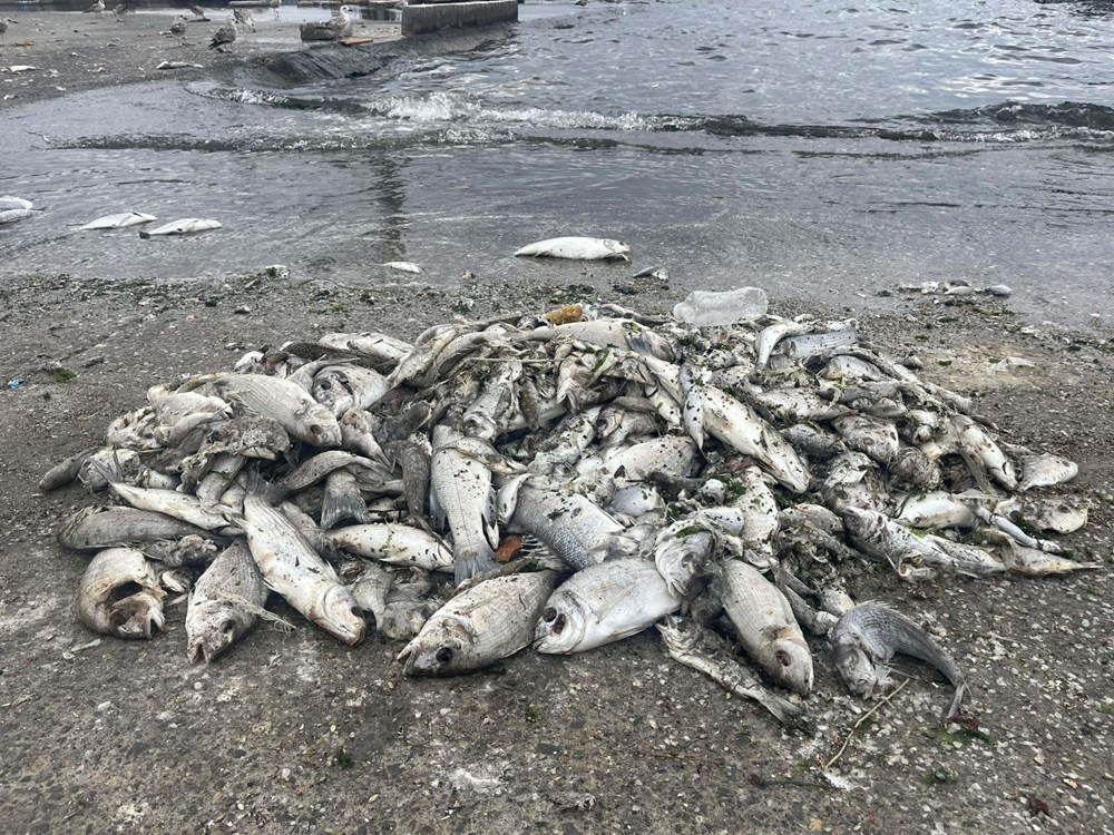 İzmir Körfezi için sevindiren haber - 1