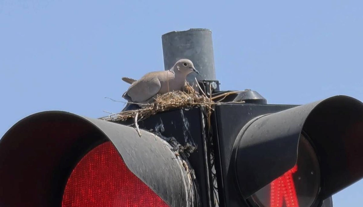 Kumru trafik ışığına yuva yaptı