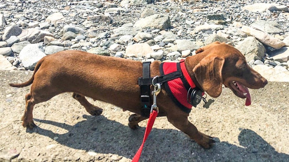 Covid19 yüzünden geride bırakılan köpek, sahiplerine ulaşmak için 16