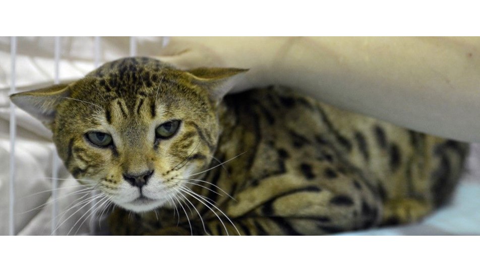 Brüksel�de bazı kedi cinslerinin yetiştirilmesi yasaklandı NTV
