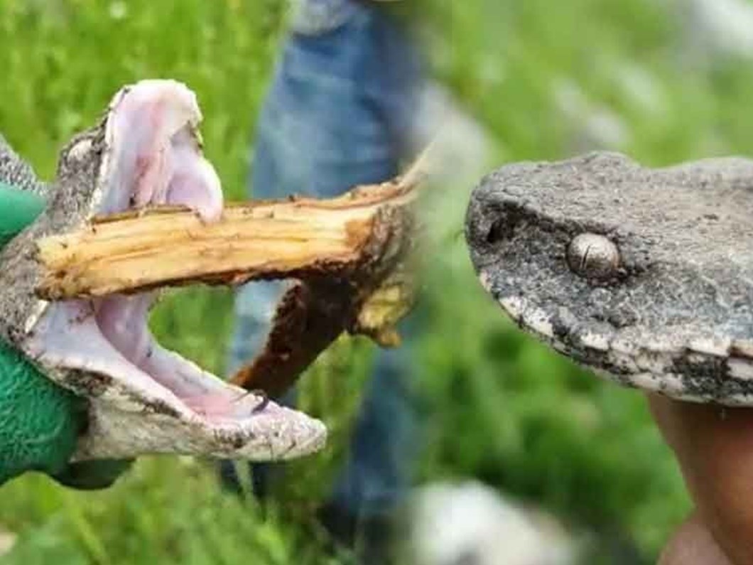 turkiye nin en zehirli yilani ntv