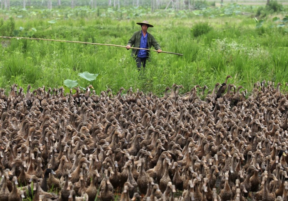 Индоутки муларды. Снежки уточки загородом. Дикие утки охота. Тысячи уток. Гусь линяет.