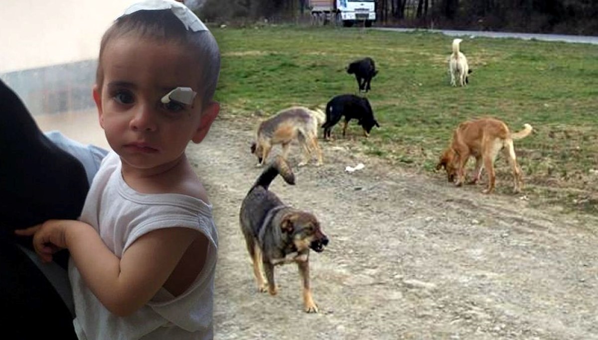 Ağrı'da köpeklerin saldırdığı çocuktan acı haber