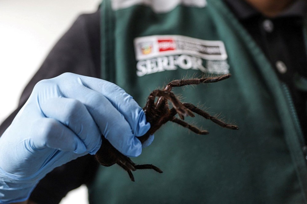 Havalimanında tarantula operasyonu: Üzerinde yüzlerce egzotik hayvanla yakalandı - 3