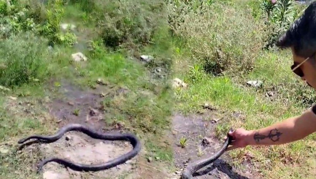 "Yılancı Kemal" Elleriyle yakaladığı yılanı doğaya bıraktı! "İnsanlar senden daha tehlikeli"