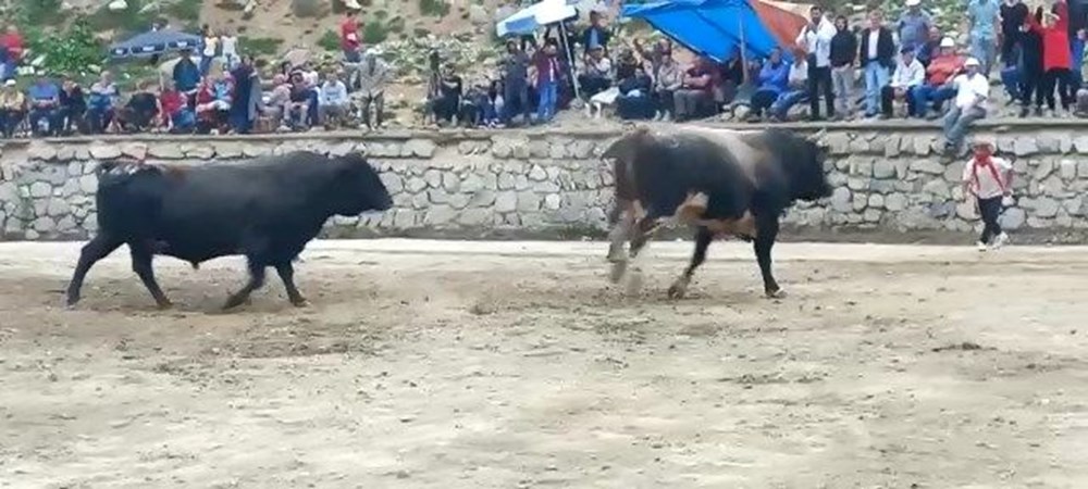 Rize'de boğalar seyircilerin arasına daldı - 2