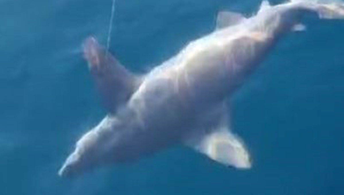 Antalya'da oltaya köpek balığı takıldı