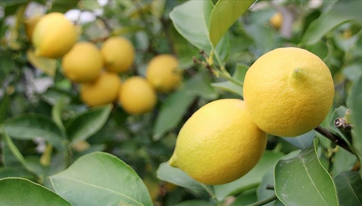 Limonun kilosu 200 liraya yaklaştı
